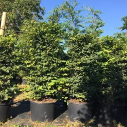 Haagbeuk Als Haagelement (Carpinus Betulus) -Tuin Glimmer Verkoop carpinus betulus h125x50x50 1 1