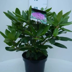 Rhododendron (Rhododendron Catawbiense 'Boursault') 17 Rhododendron (Rhododendron Catawbiense 'Boursault') -Tuin Glimmer Verkoop cat. boursalt c5 voor