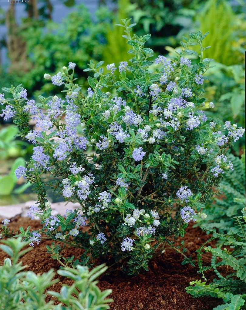 Amerikaanse Sering (Ceanothus 'Puget Blue') 3 Amerikaanse Sering (Ceanothus 'Puget Blue')