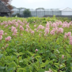 Amerikaanse Sering (Ceanothus 'Marie Simon') 16 Amerikaanse Sering (Ceanothus 'Marie Simon') -Tuin Glimmer Verkoop ceanothus marie simon 1
