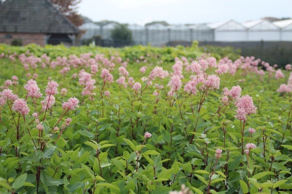 Amerikaanse Sering (Ceanothus 'Marie Simon') 7 Amerikaanse Sering (Ceanothus 'Marie Simon') - Afbeelding 5
