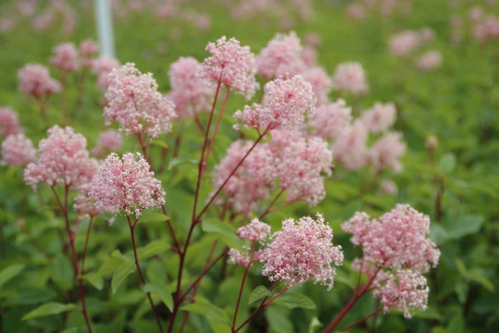 Amerikaanse Sering (Ceanothus 'Marie Simon') 6 Amerikaanse Sering (Ceanothus 'Marie Simon') - Afbeelding 4