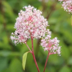 Amerikaanse Sering (Ceanothus 'Marie Simon') 14 Amerikaanse Sering (Ceanothus 'Marie Simon') -Tuin Glimmer Verkoop ceanothus marie simon 4