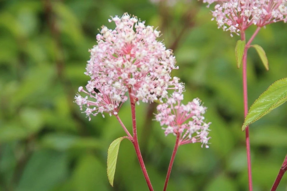 Amerikaanse Sering (Ceanothus 'Marie Simon') 5 Amerikaanse Sering (Ceanothus 'Marie Simon') - Afbeelding 3