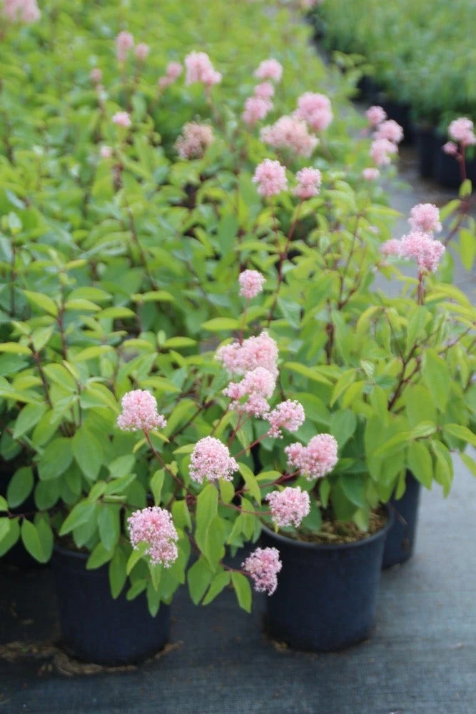 Amerikaanse Sering (Ceanothus 'Marie Simon') 4 Amerikaanse Sering (Ceanothus 'Marie Simon') - Afbeelding 2