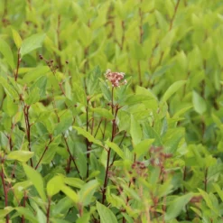 Amerikaanse Sering (Ceanothus 'Marie Simon') 18 Amerikaanse Sering (Ceanothus 'Marie Simon') -Tuin Glimmer Verkoop ceanothus pallidus marie simon 2