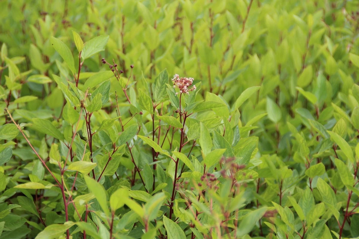 Amerikaanse Sering (Ceanothus 'Marie Simon') 9 Amerikaanse Sering (Ceanothus 'Marie Simon') - Afbeelding 7