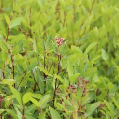 Amerikaanse Sering (Ceanothus 'Marie Simon') 19 Amerikaanse Sering (Ceanothus 'Marie Simon') -Tuin Glimmer Verkoop ceanothus pallidus marie simon 3