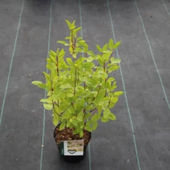 Amerikaanse Sering (Ceanothus 'Marie Simon') 17 Amerikaanse Sering (Ceanothus 'Marie Simon') -Tuin Glimmer Verkoop ceanothus pallidus marie simon 4