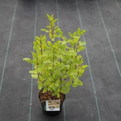 Amerikaanse Sering (Ceanothus 'Marie Simon') 20 Amerikaanse Sering (Ceanothus 'Marie Simon') -Tuin Glimmer Verkoop ceanothus pallidus marie simon 5