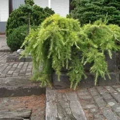 Ceder (Cedrus Deodara 'Golden Horizon') -Tuin Glimmer Verkoop cedrus deodara golden horizon
