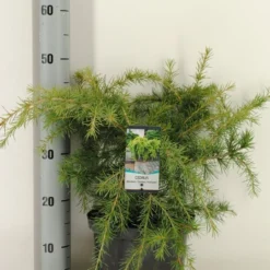 Ceder (Cedrus Deodara 'Golden Horizon') -Tuin Glimmer Verkoop cedrus deodara golden horizon c5 m