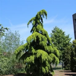 Treurceder (Cedrus Deodara 'Pendula') -Tuin Glimmer Verkoop cedrus deodara pendula