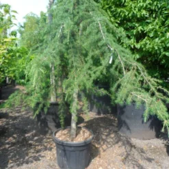 Treurceder (Cedrus Deodara 'Pendula') -Tuin Glimmer Verkoop cedrus deodara pendula 20 25ho c110