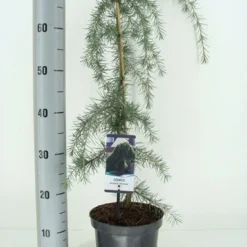 Treurceder (Cedrus Deodara 'Pendula') -Tuin Glimmer Verkoop cedrus deodara pendula c3 m 1