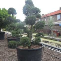 Libanonceder Als Bonsai (Cedrus Libani) 15 Libanonceder Als Bonsai (Cedrus Libani) -Tuin Glimmer Verkoop cedrus libani bonsai c750 3