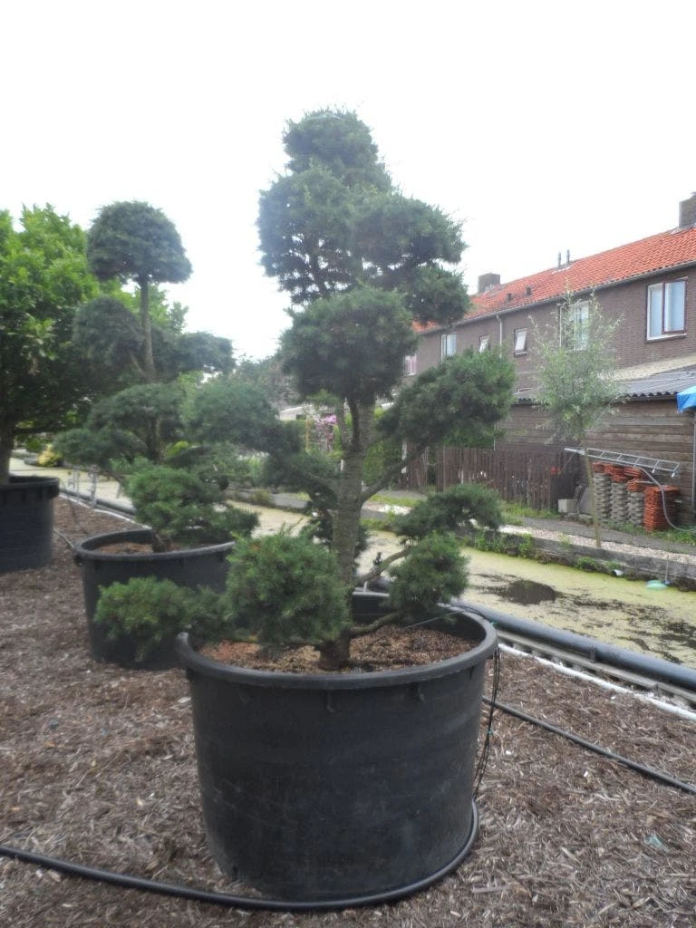 Libanonceder Als Bonsai (Cedrus Libani) 8 Libanonceder Als Bonsai (Cedrus Libani) - Afbeelding 6
