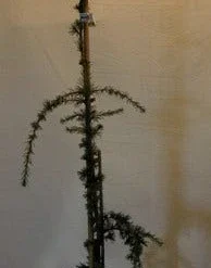Treurceder Als Boom (Cedrus Libani 'Glauca Pendula') 30 Treurceder Als Boom (Cedrus Libani 'Glauca Pendula') -Tuin Glimmer Verkoop cedrus libani glauca pendula