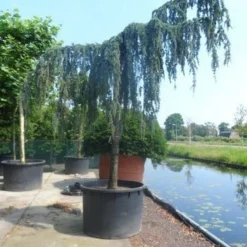 Treurceder Als Boom (Cedrus Libani 'Glauca Pendula') 31 Treurceder Als Boom (Cedrus Libani 'Glauca Pendula') -Tuin Glimmer Verkoop cedrus libani glauca pendula 35 40ho c1000 1