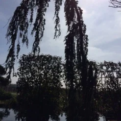 Treurceder Als Boom (Cedrus Libani 'Glauca Pendula') 36 Treurceder Als Boom (Cedrus Libani 'Glauca Pendula') -Tuin Glimmer Verkoop cedrus libanica glauca pendula solitair geveerd