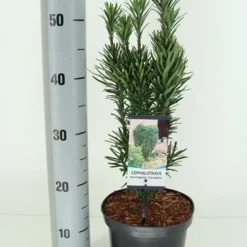 Knoptaxus (Cephalotaxus Harringtonia 'Fastigiata') -Tuin Glimmer Verkoop cephalotaxus harr. fastigiata winter c3 m