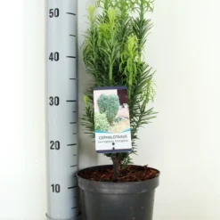 Knoptaxus (Cephalotaxus Harringtonia 'Fastigiata') -Tuin Glimmer Verkoop cephalotaxus harr. fastigiata zomer c3 m