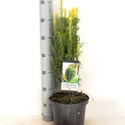 Knoptaxus (Cephalotaxus Harringtonia 'Fastigiata') -Tuin Glimmer Verkoop cephalotaxus harringtonia fastigiata zomer c5 m