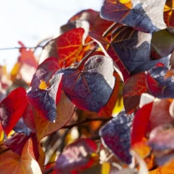Treur Judasboom (Cercis Canadensis 'Ruby Falls') 7 Treur Judasboom (Cercis Canadensis 'Ruby Falls') -Tuin Glimmer Verkoop cercis canadensis ruby falls02