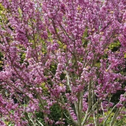 Tuin Glimmer Verkoop 14 Chinese Judasboom (Cercis Chinensis 'Avondale')