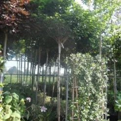 Chinese Judasboom (Cercis Chinensis 'Avondale') -Tuin Glimmer Verkoop cercis chinensis avondale 10 12 14ho cont