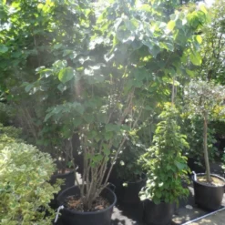 Chinese Judasboom (Cercis Chinensis 'Avondale') -Tuin Glimmer Verkoop cercis chinensis avondale 175 200 250