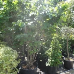 Chinese Judasboom (Cercis Chinensis 'Avondale') -Tuin Glimmer Verkoop cercis chinensis avondale 175 200 250 1