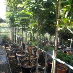 Chinese Judasboom (Cercis Chinensis 'Avondale') -Tuin Glimmer Verkoop cercis chinensis avondale halfstam c35