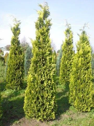 Gele Haagconifeer (Chamaecyparis Lawsoniana 'Ivonne') 4 Gele Haagconifeer (Chamaecyparis Lawsoniana 'Ivonne') - Afbeelding 2