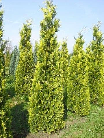Gele Haagconifeer (Chamaecyparis Lawsoniana 'Ivonne') 3 Gele Haagconifeer (Chamaecyparis Lawsoniana 'Ivonne')