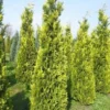 Gele Haagconifeer (Chamaecyparis Lawsoniana 'Ivonne') -Tuin Glimmer Verkoop cham l ivonne 250 300 1