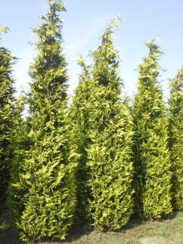 Gele Haagconifeer (Chamaecyparis Lawsoniana 'Ivonne') 6 Gele Haagconifeer (Chamaecyparis Lawsoniana 'Ivonne') - Afbeelding 4