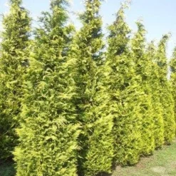 Gele Haagconifeer (Chamaecyparis Lawsoniana 'Ivonne') 16 Gele Haagconifeer (Chamaecyparis Lawsoniana 'Ivonne') -Tuin Glimmer Verkoop cham l ivonne 400 450 1 1