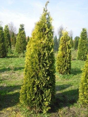 Gele Haagconifeer (Chamaecyparis Lawsoniana 'Stardust') 4 Gele Haagconifeer (Chamaecyparis Lawsoniana 'Stardust') - Afbeelding 2