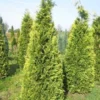 Gele Haagconifeer (Chamaecyparis Lawsoniana 'Stardust') 1 Gele Haagconifeer (Chamaecyparis Lawsoniana 'Stardust') -Tuin Glimmer Verkoop cham stardust 250 1