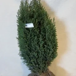 Cypres (Chamaecyparis Lawsoniana 'Ellwoodii') 14 Cypres (Chamaecyparis Lawsoniana 'Ellwoodii') -Tuin Glimmer Verkoop chamacyparislellwoodii050 060