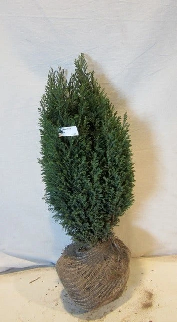 Cypres (Chamaecyparis Lawsoniana 'Ellwoodii') 7 Cypres (Chamaecyparis Lawsoniana 'Ellwoodii') - Afbeelding 5