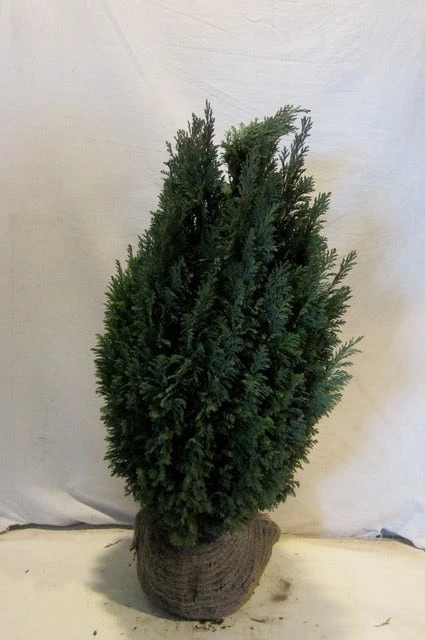 Cypres (Chamaecyparis Lawsoniana 'Ellwoodii') 8 Cypres (Chamaecyparis Lawsoniana 'Ellwoodii') - Afbeelding 6