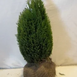 Cypres (Chamaecyparis Lawsoniana 'Ellwoodii') 13 Cypres (Chamaecyparis Lawsoniana 'Ellwoodii') -Tuin Glimmer Verkoop chamacyparislellwoodiigold050 060