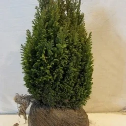 Cypres (Chamaecyparis Lawsoniana 'Ellwoodii') 12 Cypres (Chamaecyparis Lawsoniana 'Ellwoodii') -Tuin Glimmer Verkoop chamacyparislellwoodiigold45 50