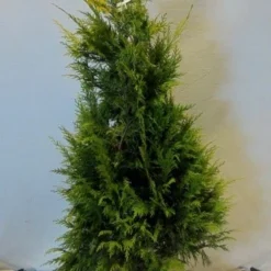 Cypres (Chamaecyparis Lawsoniana 'Golden Wonder') -Tuin Glimmer Verkoop chamacyparislgoldenwonder100 125