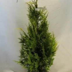 Gele Haagconifeer (Chamaecyparis Lawsoniana 'Ivonne') 21 Gele Haagconifeer (Chamaecyparis Lawsoniana 'Ivonne') -Tuin Glimmer Verkoop chamacyparislivonne080 100 1
