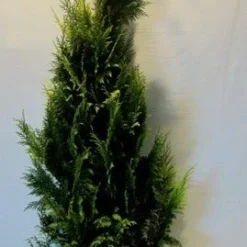 Gele Haagconifeer (Chamaecyparis Lawsoniana 'Ivonne') 22 Gele Haagconifeer (Chamaecyparis Lawsoniana 'Ivonne') -Tuin Glimmer Verkoop chamacyparislivonne175 200 1