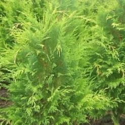 Gele Haagconifeer (Chamaecyparis Lawsoniana 'Stardust') 11 Gele Haagconifeer (Chamaecyparis Lawsoniana 'Stardust') -Tuin Glimmer Verkoop chamacyparislstard60100jv