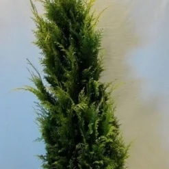 Gele Haagconifeer (Chamaecyparis Lawsoniana 'Stardust') 13 Gele Haagconifeer (Chamaecyparis Lawsoniana 'Stardust') -Tuin Glimmer Verkoop chamacyparislstardust125 150